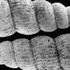 AAPG Explorer Article