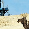 Program Announced for Cairo International Meeting