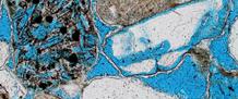 AAPG