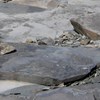AAPG Explorer Article
