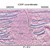 AAPG Explorer Article