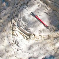 AAPG