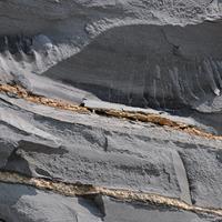 AAPG