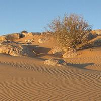 AAPG